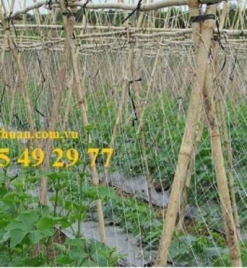 Màng phủ đất nông nghiêp trồng dưa leo
