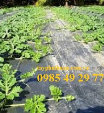Màng phủ nông nghiệp trồng dưa hấu 
